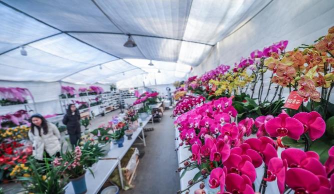 浙江金华：年宵花卉进入销售旺季