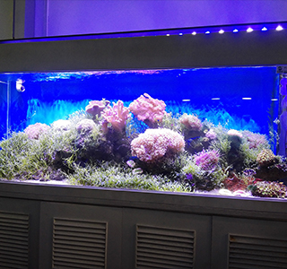海藻生態缸