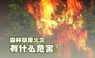 森林草原防灭火重要时期 如何筑牢“防火墙”？