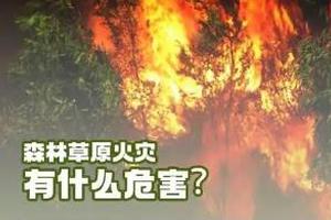 森林草原防灭火重要时期 如何筑牢“防火墙”？