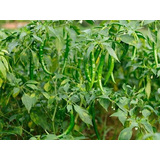 辣椒落花落果该如何使用水溶肥