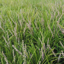 淄博丹麦草培育基地,丰富的种植经验