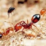 【虫害预警】“端午到，五毒出” 蕞早的防疫祛病节来了 我们需提防这六种害虫