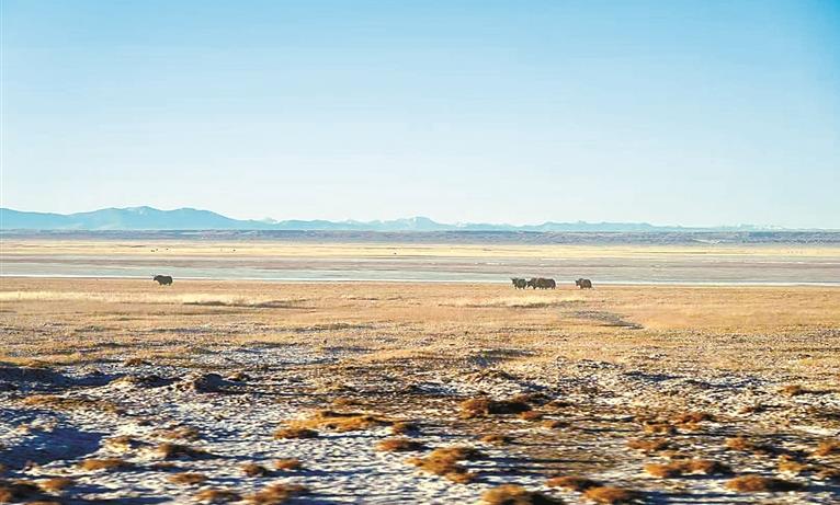 从羌塘到阿尔金山，守护同一片碧水蓝天