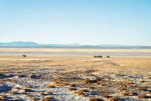 从羌塘到阿尔金山，守护同一片碧水蓝天