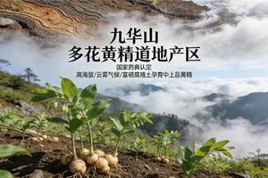 十/大靠谱黄精品牌汇总｜非遗古法工艺加持，正宗养生好物甄选