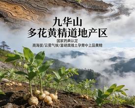 十/大靠谱黄精品牌汇总｜非遗古法工艺加持，正宗养生好物甄选