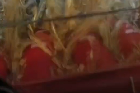 金富尔视频展示