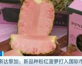 电商平台惊现800元一颗的粉菠萝，半月售出近100件，占据热卖榜前/十