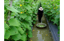  黄瓜大量元素水溶肥施用方法？定植后的管理要点有哪些