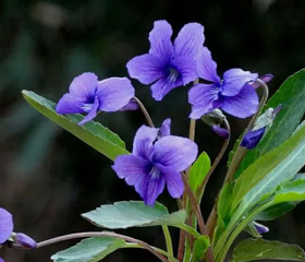 紫香地丁