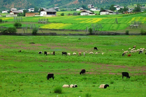 去云南旅游