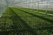 无土栽培温室要求有哪些？