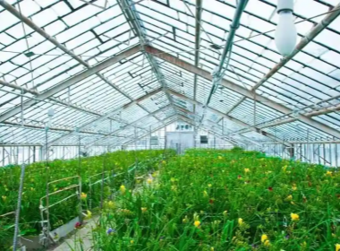 vegetable greenhouse