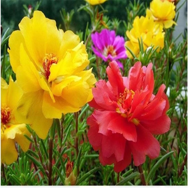 太阳花的品种较多,通常有妃红,稼红,大红,深红,紫红,白,雪青,淡黄,深