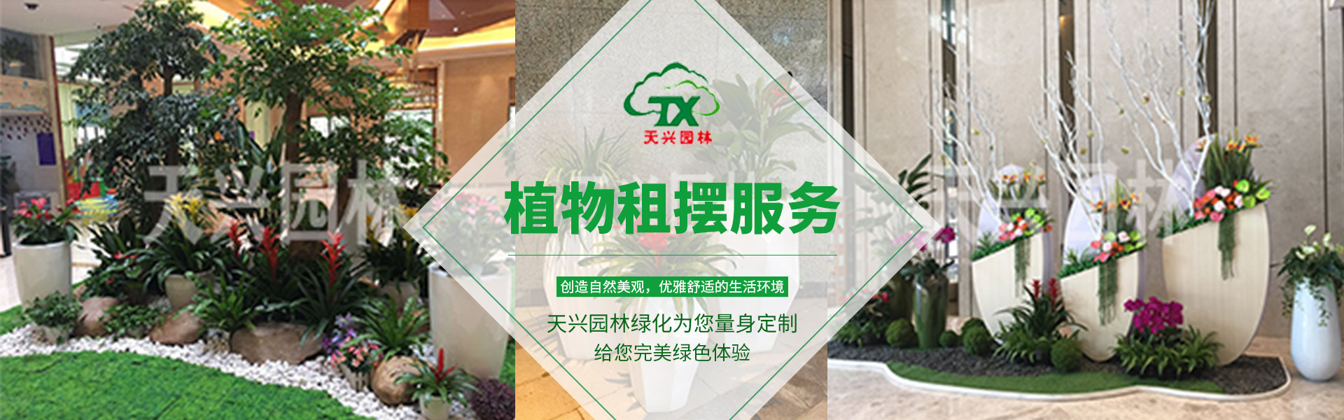 室内绿化植物价格