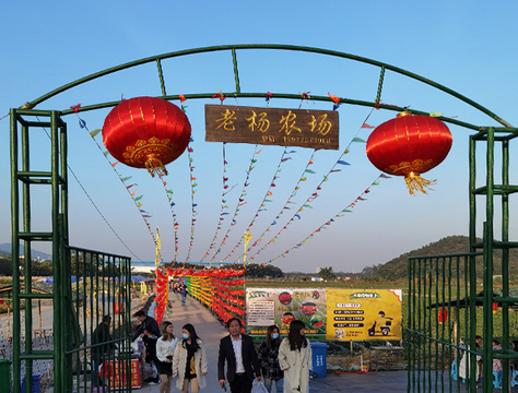 中山草莓园_中山草莓采摘_珠海摘草莓_老杨草莓园