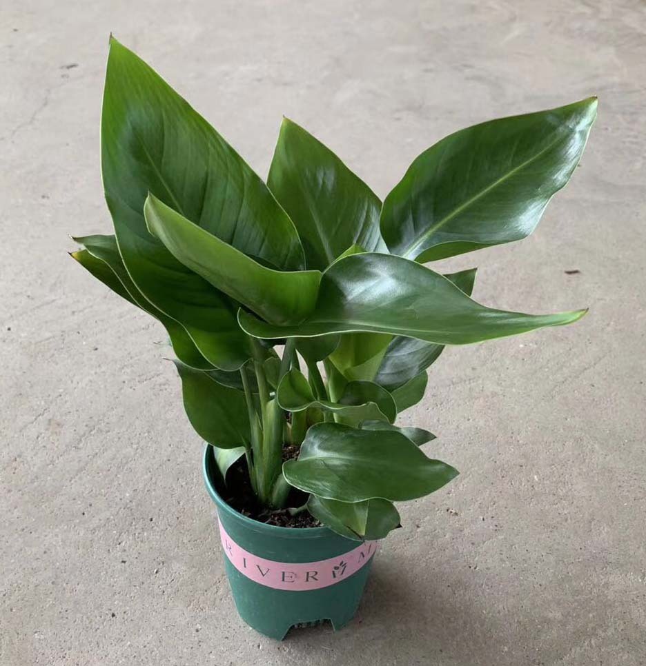 小天堂鸟_办公室盆花_产品_广州市青桦花木园艺有限公司