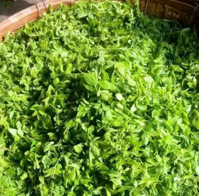 东方睡叶——清风峪野 生酸枣芽茶上市了_新闻动态_新闻资讯_青州金色